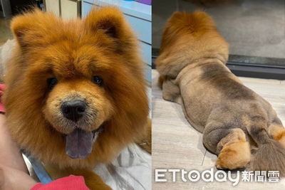 鬆獅犬14歲生日前離世 牠求辦慶生會「好好道別」盼媽放手