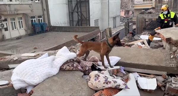 搜救犬Sato在土耳其災區認真搜索，好表現獲讚賞。（翻攝自臺北市搜救隊臉書）
