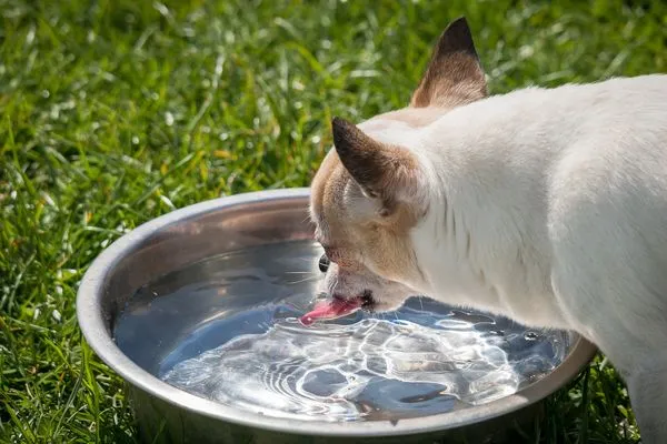 貓狗喝水。（圖／取自CC0圖庫）