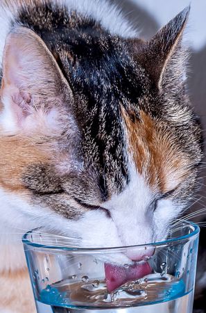 貓狗喝水。（圖／取自CC0圖庫）