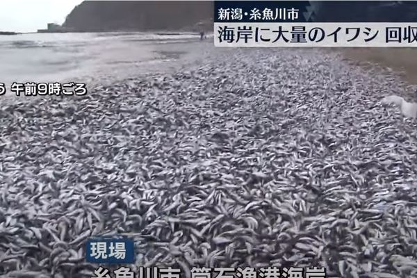 ▲▼海灘出現上萬隻沙丁魚屍體。（圖／翻攝自YouTube／日テレNEWS）