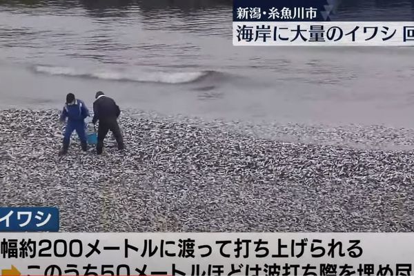 ▲▼海灘出現上萬隻沙丁魚屍體。（圖／翻攝自YouTube／日テレNEWS）