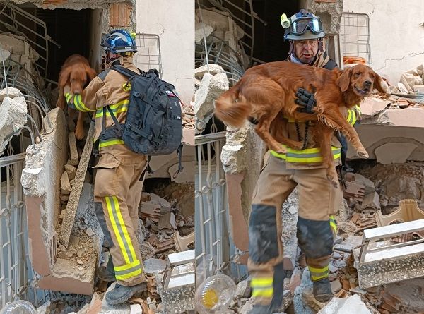 ▲▼搜救犬受傷「後腳磨破流血」　躺著乖巧給領犬員包紮。（圖／翻攝自Zveza vodnikov reševalnih psov Slovenije粉專）