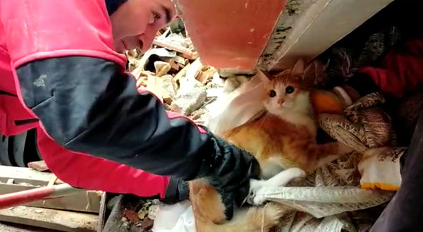 ▲▼土耳其救難員從強震廢墟中救出貓咪。（圖／路透）