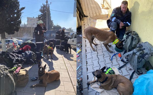 ▲又有搜救犬受傷！躺地伸直腿「棉花吸滿鮮血」　包紮畫面曝惹心疼。（圖／翻攝自Facebook／Rettungshundestaffel Traun）