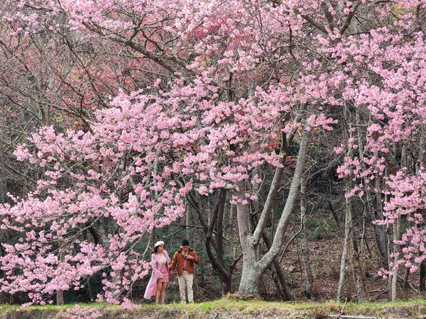 ▲▼武陵櫻花季本週末花況。（圖／武陵農場提供）