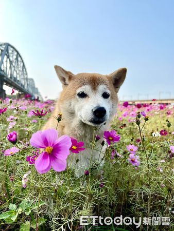 ▲。（圖／飼主劉曉娟授權提供）