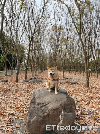 ▲。（圖／飼主劉曉娟授權提供）