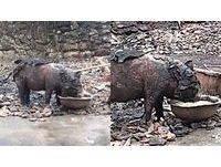 豬皮燒到裂開！焦黑小豬逃出火場急喝水　村民驚嘆大難不死：活生生烤豬