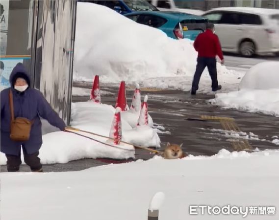 ▲目睹日本可愛街景！固執柴「變剷雪機」大口狂吃冰　媽崩潰拉不走。（圖／網友陳小姐提供，請勿隨意翻拍，以免侵權。）