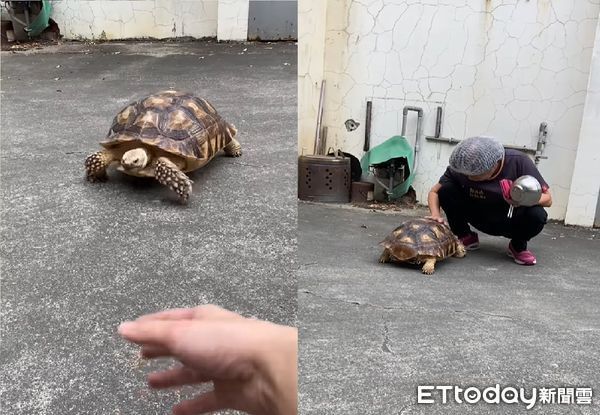 ▲一喊就過來！「烏龜飛奔」翹屁屁給摸摸　家人萌暈：養到小狗狗了。（圖／網友Gwen Cheng提供，請勿隨意翻拍，以免侵權。）