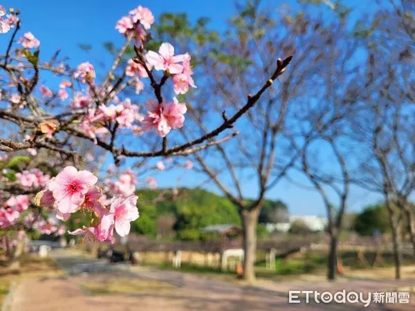 ▲台南市山上花園水道博物館淨水池區的櫻花開始綻放，目前沿著停車場滯洪池周遭的河津櫻花況已達6成，搭配日式風格的涼亭，以及百年大階梯，吸引大批遊客賞花。（圖／記者林悅翻攝，下同）