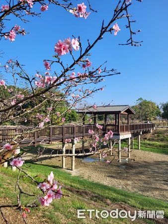 ▲台南市山上花園水道博物館淨水池區的櫻花開始綻放，目前沿著停車場滯洪池周遭的河津櫻花況已達6成，搭配日式風格的涼亭，以及百年大階梯，吸引大批遊客賞花。（圖／記者林悅翻攝，下同）