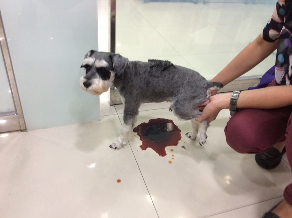 狗吃洋蔥流一灘血尿 動物醫院po圖提醒引關注 Ettoday寵物雲 Ettoday新聞雲