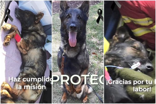 ▲▼墨西哥搜救犬「Proteo」在土耳其強震的搜救工作中死亡。（圖／翻攝自TikTok／sedenamx）