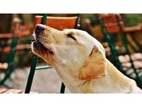 吹狗螺跟鬼無關！研究發現狗狗「基因越純」越會吹　演化久了還用來跟主人對話