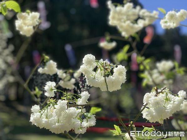 九族櫻花祭慶祝2月14日「雪櫻情人節」，推出入園優惠等系列活動。（圖／九族文化村提供）