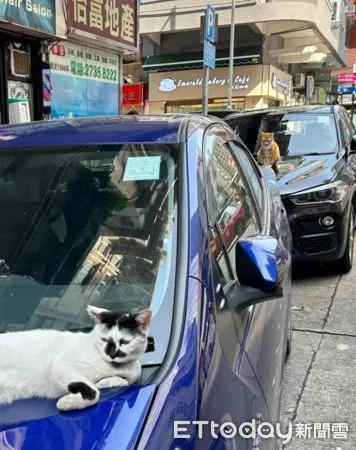 ▲香港街頭驚見「一貓開一輛車」霸氣坐鎮　他笑歪：會不會收保護費。（圖／網友Alan Yuen提供，請勿隨意翻拍，以免侵權。）