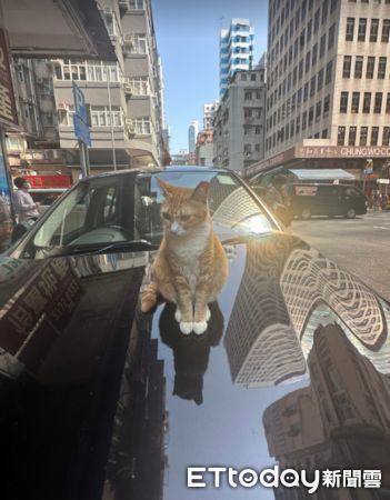  ▲香港街頭驚見「一貓開一輛車」霸氣坐鎮　他笑歪：會不會收保護費。（圖／網友Alan Yuen提供，請勿隨意翻拍，以免侵權。）