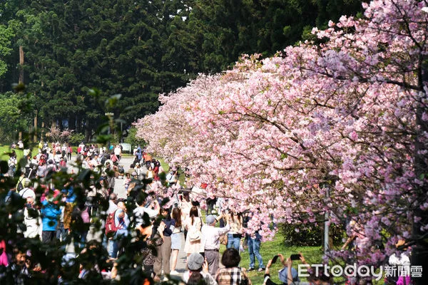 ▲2/13中正紀念堂內的大漁櫻已近滿開，許多民眾趁好天氣前來賞櫻，現場擠得水泄不通。（圖／記者彭懷玉攝）