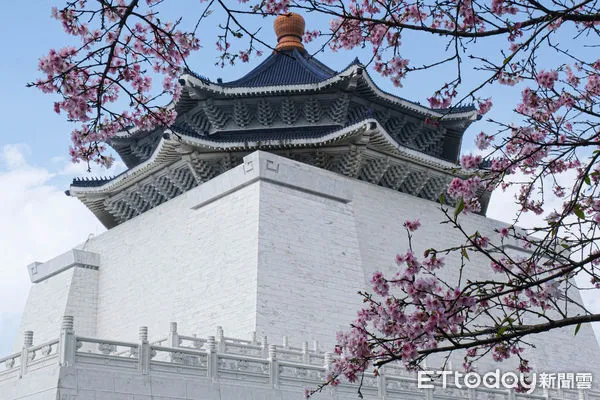▲2/13中正紀念堂內的大漁櫻已近滿開，許多民眾趁好天氣前來賞櫻，現場擠得水泄不通。（圖／記者彭懷玉攝）