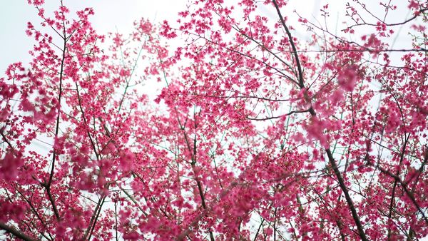 ▲新北二叭子植物園櫻花綻放。（圖／新北市景觀處提供）