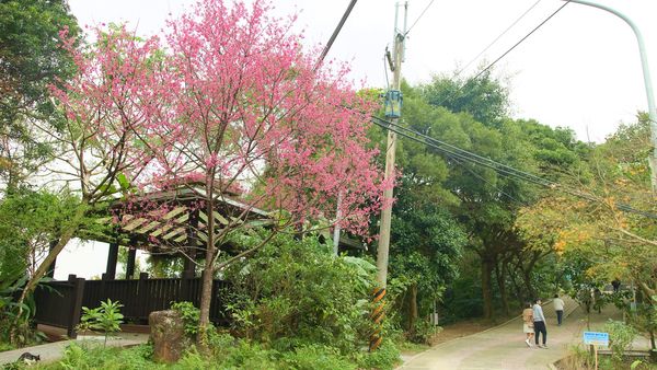 ▲新北二叭子植物園櫻花綻放。（圖／新北市景觀處提供）