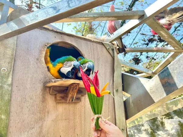 保育員送黃腹藍琉璃金鋼鸚鵡「BOSS」和「老闆」辣椒花束。（翻攝自壽山動物園臉書）
