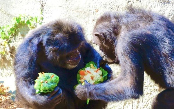 黑猩猩「莉忠」藉著花椰菜花束向「美珍」傳情。（翻攝自壽山動物園臉書）