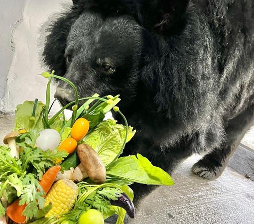 黑熊「瑪莉」收到園方特製的營養花束。（翻攝自壽山動物園臉書）