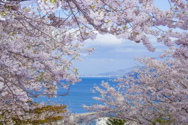 ▲▼北海道小樽手宮公園櫻花。（圖／取自Photo AC） 