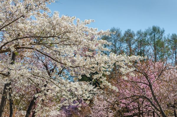 ▲▼札幌圓山公園櫻花。（圖／可樂旅遊提供）