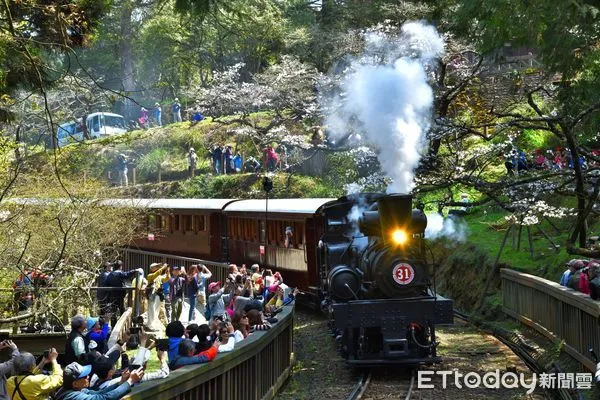 ▲▼   阿里山花季 林鐵推限定《31號蒸汽火車》遊程 搶票要快! 。（圖／林鐵及文資處提供）