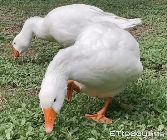 ▲▼鵝、白鵝。（圖／民眾提供）