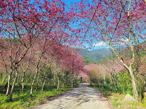 ▲▼棲蘭達漾咖啡莊園櫻花。（圖／宜蘭ㄚ欣的美食日誌臉書專頁授權提供）