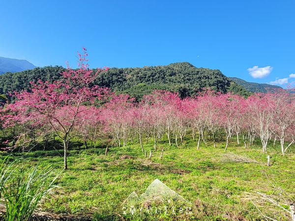 ▲▼棲蘭達漾咖啡莊園櫻花。（圖／宜蘭ㄚ欣的美食日誌臉書專頁授權提供）