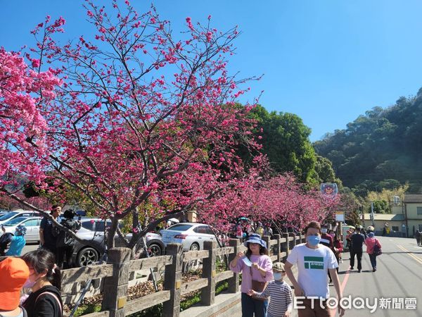 ▲▼泰安櫻花季,最美派出所,台中,泰安派出所。（圖／記者許權毅翻攝）