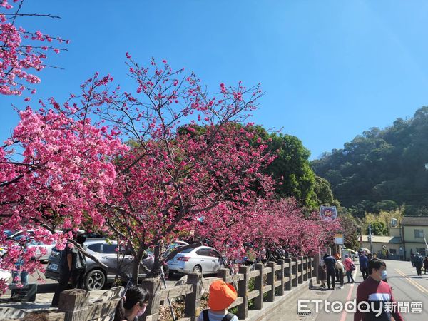 ▲▼泰安櫻花季,最美派出所,台中,泰安派出所。（圖／記者許權毅翻攝）