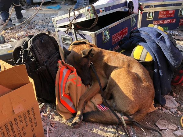 ▲▼瞇一下下就好…搜救犬土耳其救災累翻　地板蜷縮「抱外套熟睡」。（圖／翻攝自Facebook／「Virginia Task Force 1 Urban Search and Rescue」）