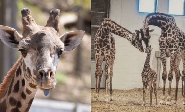 2公尺長脖子卡動物園圍欄　6歲長頸鹿「離奇斷脖」當場身亡。（圖／翻攝自Facebook／Seneca Park Zoo）