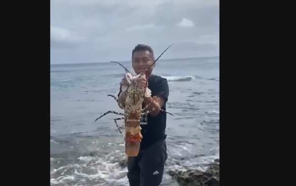 ▲船帆石海咖海產店老闆蔡菜子將懷孕龍蝦放生            。（圖／蔡菜子提供）