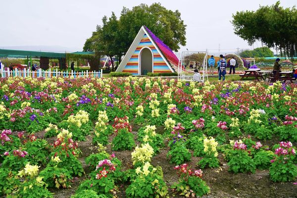 ▲▼中社觀光花市迎來鬱金香花季。（圖／翻攝自中社觀光花市臉書專頁）