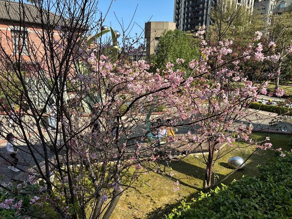 ▲櫻花悄悄綻放，形成一片美麗的粉紅花海。（圖／新竹市政府提供）