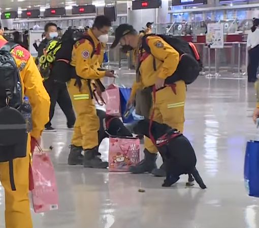 台灣搜救犬返台。（圖／攝影中心攝）