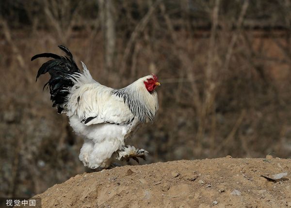 ▲▼「婆羅門雞」（Brahma chicken）。（圖／CFP）