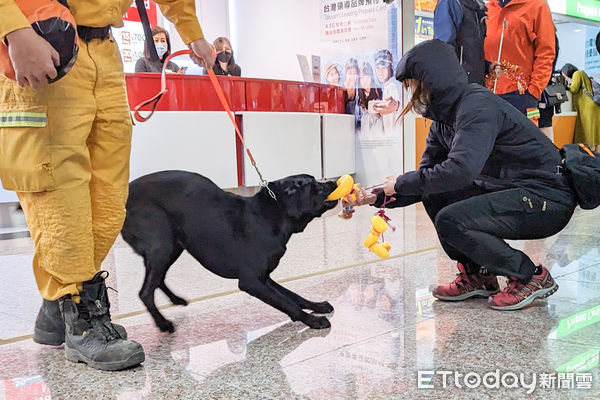 ▲赴土耳其救災團隊返國，五隻搜救犬受到關注。（圖／記者林攝）