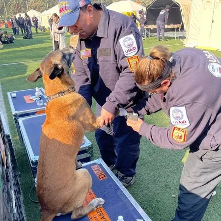 ▲▼搜救犬受傷了！「忍痛伸出前掌」坐下等包紮　堅強乖巧惹心疼。（圖／翻攝自Facebook／「Virginia Task Force 1 Urban Search and Rescue」）