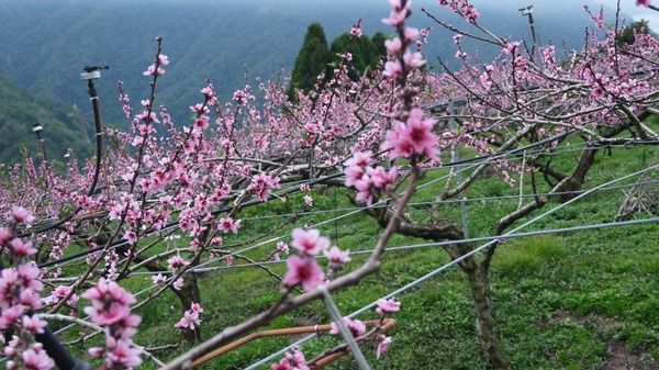 ▲拉拉山獅子會籌辦首屆桃花季