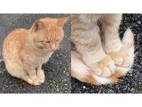 橘貓謎之行為「踩尾巴保暖」！網納悶不痛嗎：尾巴是另一個生物