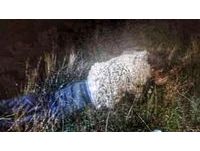 囚犯「扮成一隻羊」越獄！穿羊毛外套四肢趴地躲草叢　警打開手電筒秒抓